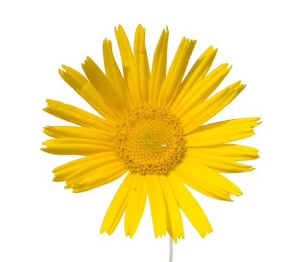 Summer flora against white background. useful design element — Stock Photo, Image