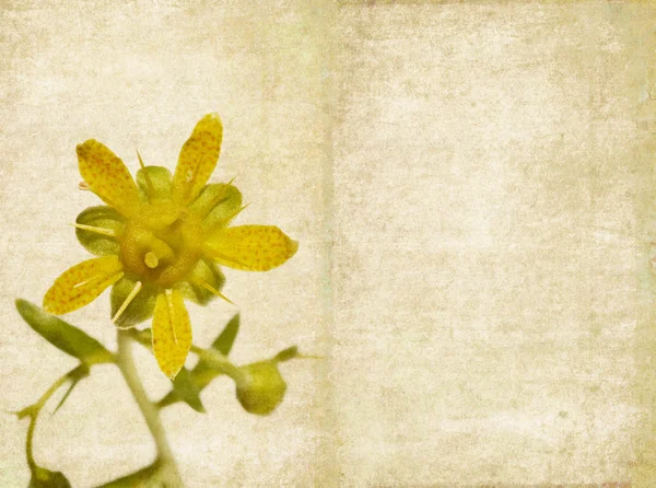 Zemité květinové pozadí obrázek a konstrukční prvek — Stock fotografie