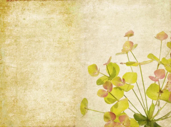 Földes virágos háttér kép és a design elem — Stock Fotó