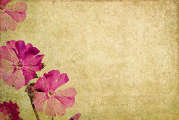 Mooie bloemen achtergrond en ontwerp element — Stockfoto