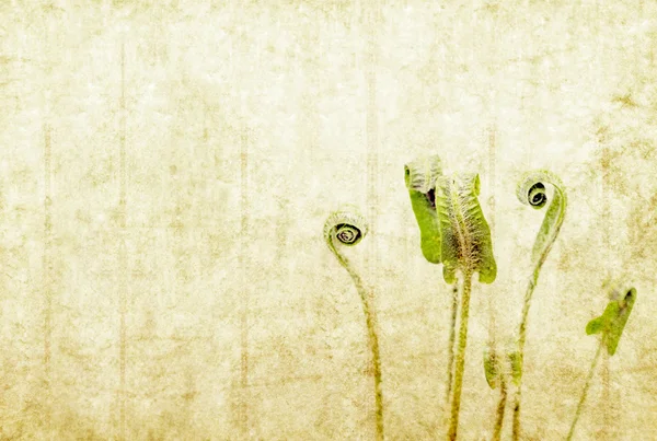 흙 꽃 배경 이미지와 디자인 요소 — 스톡 사진