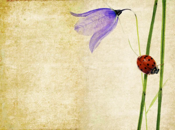 Mooie achtergrondafbeelding met lieveheersbeestje en floral elementen. nuttige ontwerpelement. — Stockfoto
