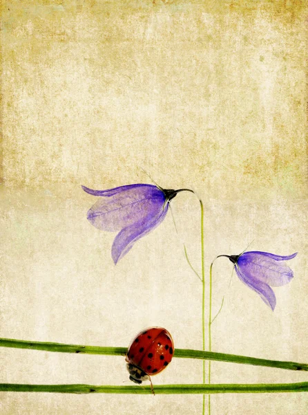 テントウムシと花の要素と素敵な背景イメージです。便利なデザイン要素. — ストック写真