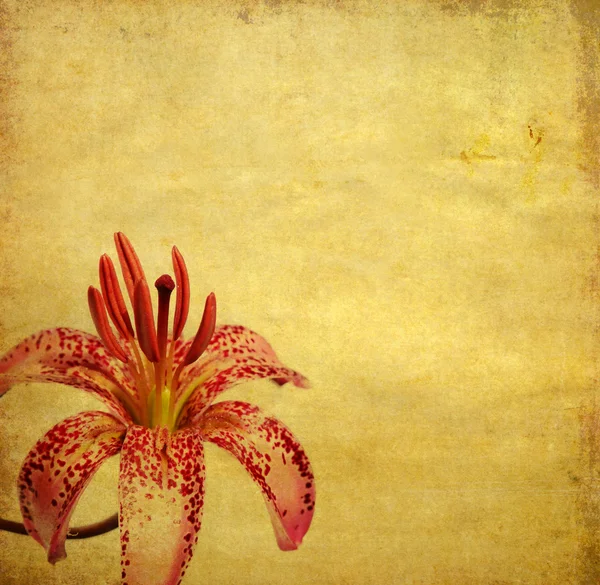 Ihana kukka tausta ja muotoilu elementti — kuvapankkivalokuva