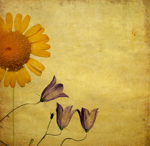 可爱的花卉背景和设计元素 — 图库照片