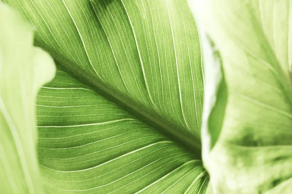 Encantador close-up de uma folha verde — Fotografia de Stock