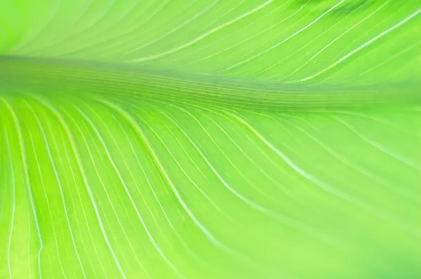 Härlig närbild av ett grönt blad — Stockfoto