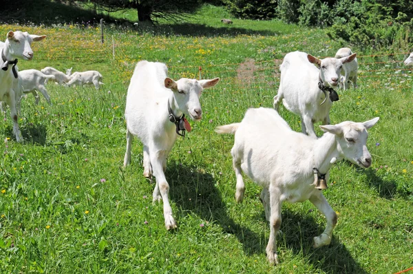 Walking young goats in the swiss alps — Stock Photo, Image
