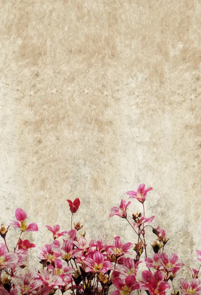 사랑 스러운 꽃 배경과 디자인 요소 — 스톡 사진