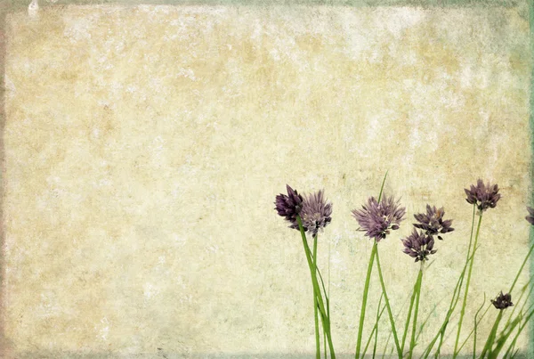 Mooie bloemen achtergrond en ontwerp element — Stok fotoğraf