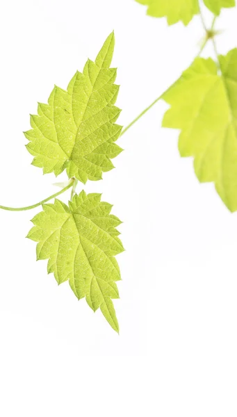 Fiatal zöld levelek fölött fehér háttér — Stock Fotó