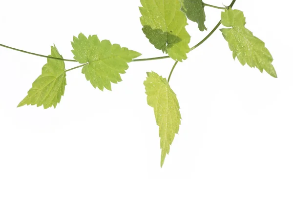 Μικρά πράσινα φύλλα πάνω από το λευκό φόντο — Φωτογραφία Αρχείου