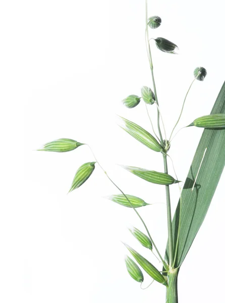 白い背景の上の若い緑の葉 — ストック写真