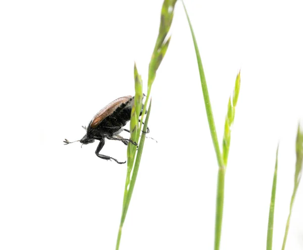 Kumbang kecil di antara flora terhadap latar belakang putih. elemen desain yang berguna — Stok Foto