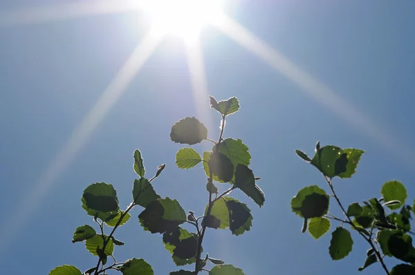 Sun beams and green leaves against blue sky — Stock Photo, Image