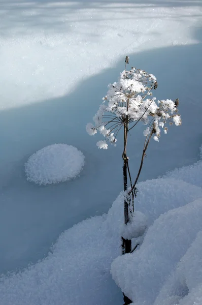 Fiume congelato e pianta nelle Alpi svizzere intorno al periodo natalizio fiume congelato e pianta nelle Alpi svizzere intorno al periodo natalizio — Foto Stock