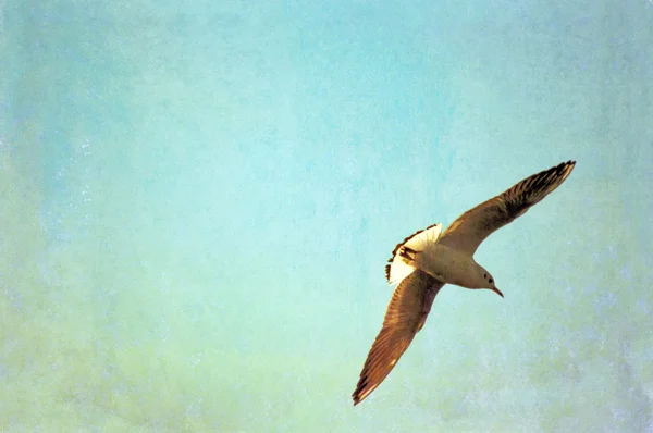 stock image Seagull in flight and plenty of space for text