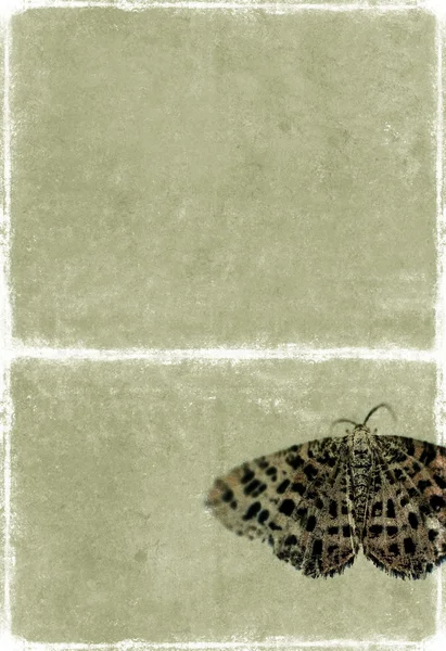 Belle image de fond avec texture intéressante, gros plan d'un papillon et beaucoup d'espace pour le texte — Photo