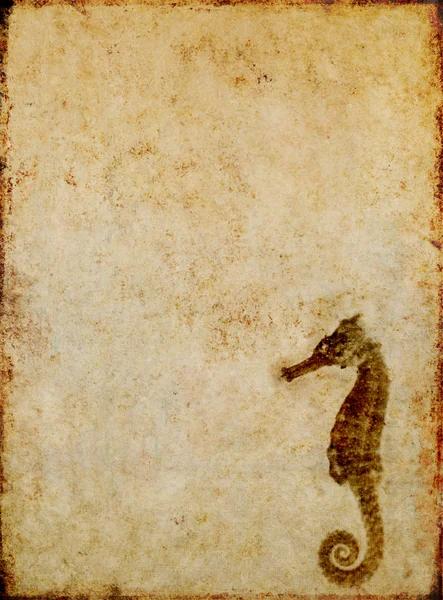 Коричневое фоновое изображение с интересной текстурой, крупным планом морского коня и большим количеством места для текста — стоковое фото