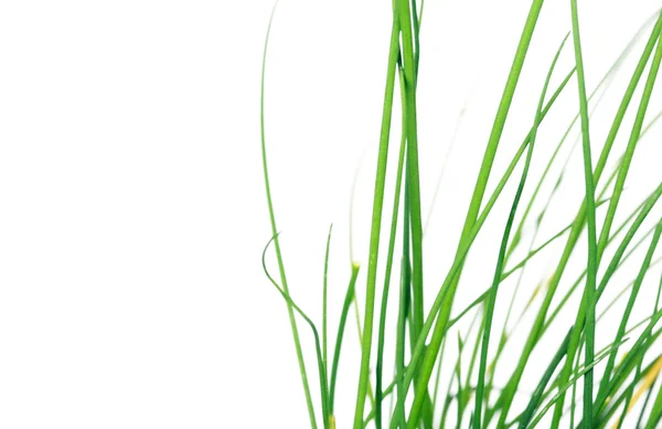 Beyaz arka plan üzerinde genç yeşil yaprakları — Stok fotoğraf
