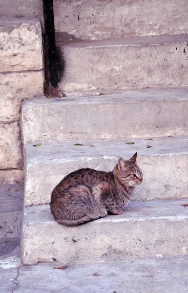 Αιγυπτιακή γάτα — Φωτογραφία Αρχείου