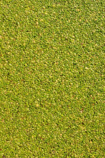 The surface is covered with green duckweed. — Stock Photo, Image