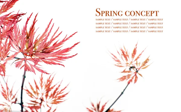 Flora vor weißem Hintergrund. Nützliches Gestaltungselement. — Stockfoto