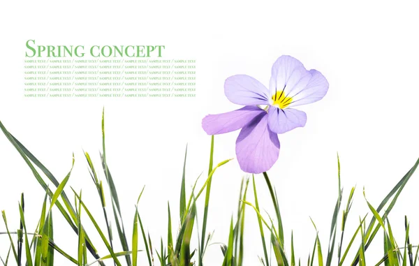 Young purple flowers against white background — Stock Photo, Image