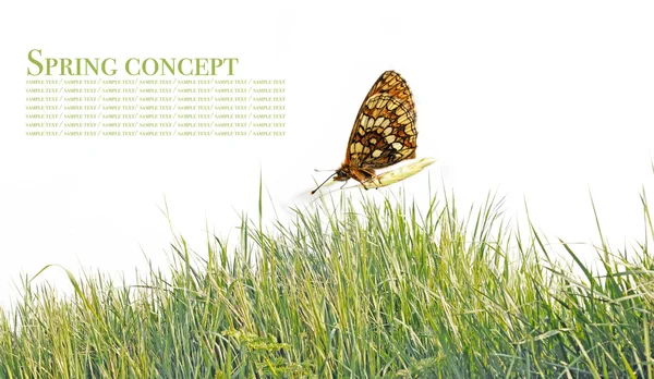 Bahar kavramı. Kelebek ve beyaz arka plan bitki örtüsü — Stok fotoğraf