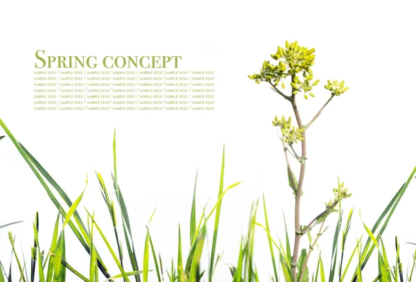 Flora tegen witte achtergrond. nuttige ontwerpelement. — Stockfoto