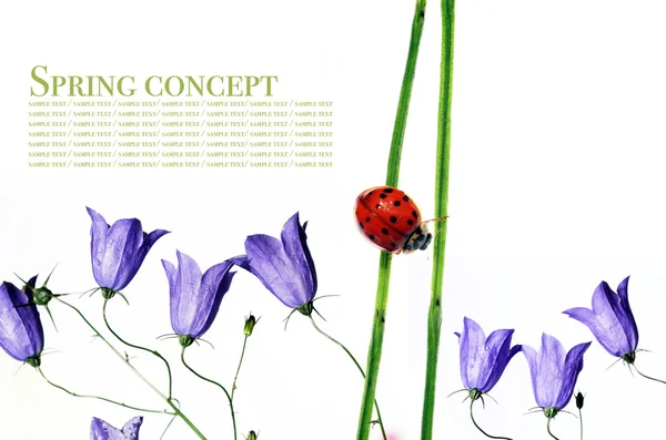 春天的概念。植物区系和甲虫白色背景. — 图库照片