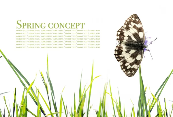 春天的概念。蝴蝶和植物区系白色背景 — 图库照片