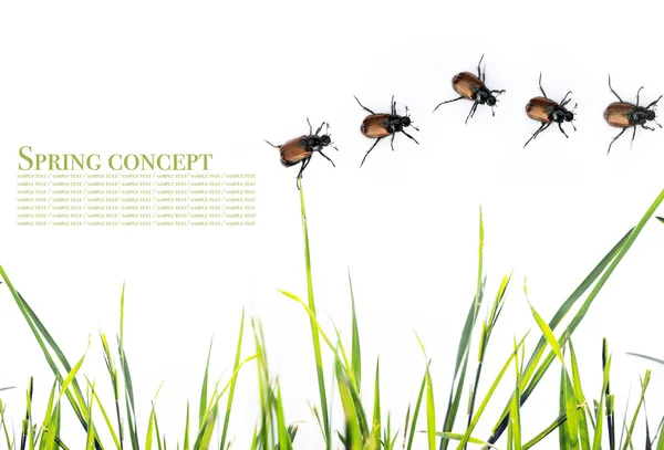 Spring concept. flora and beetles against white background. — Stock Photo, Image
