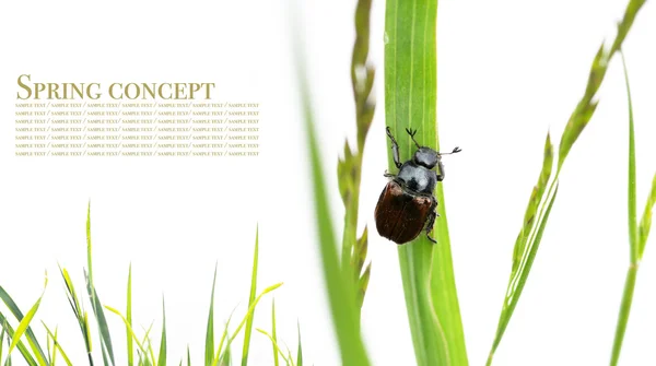 Våren koncept. flora och skalbaggar mot vit bakgrund. — Stockfoto