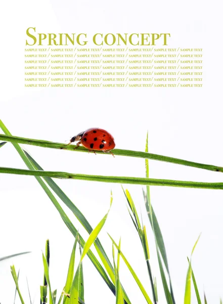Concepto de primavera. flora y escarabajos sobre fondo blanco . — Foto de Stock