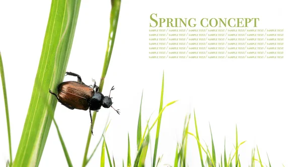 Conceito de primavera. flora e besouros contra fundo branco . — Fotografia de Stock