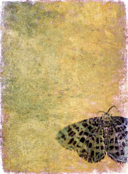 Imagem de fundo encantadora com textura interessante, close-up de uma borboleta e muito espaço para texto — Fotografia de Stock