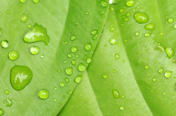 Nydelig nærbilde av et grønt blad med vanndråper – stockfoto