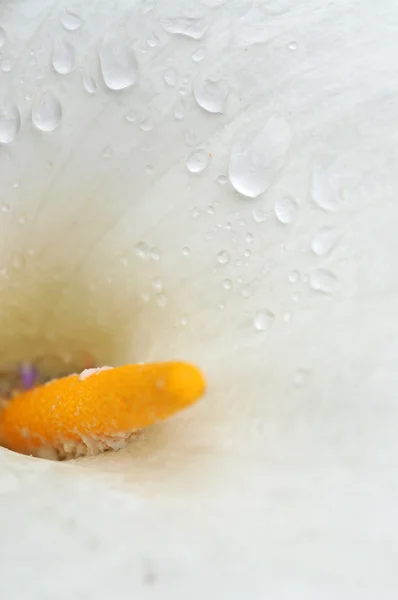 Lovely close-up of a calla lily — Stock Photo, Image
