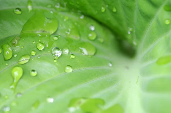 Precioso primer plano de una hoja verde con gotas de agua —  Fotos de Stock