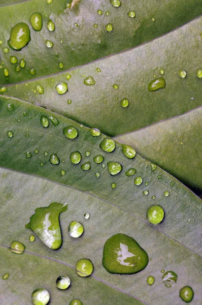 Υπέροχο μεγέθυνση της ένα πράσινο φύλλο με νερό που πέφτει — Φωτογραφία Αρχείου
