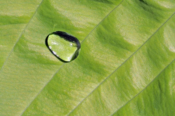 Härlig närbild av ett grönt blad med vatten droppar — Stockfoto