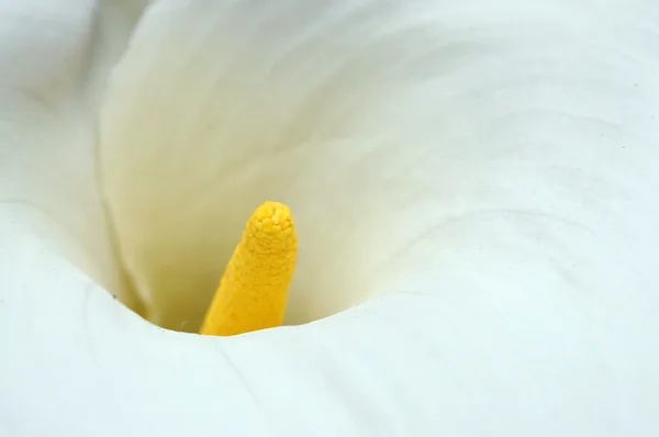 Lovely close-up of a calla lily — Stock Photo, Image