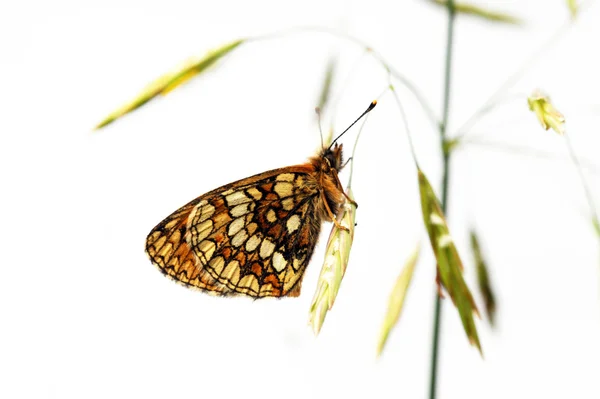 Lovely butterfly ' and ' flora tegen witte achtergrond — Stockfoto