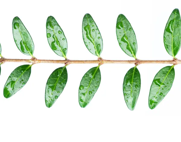 Junge grüne Blätter auf weißem Hintergrund — Stockfoto