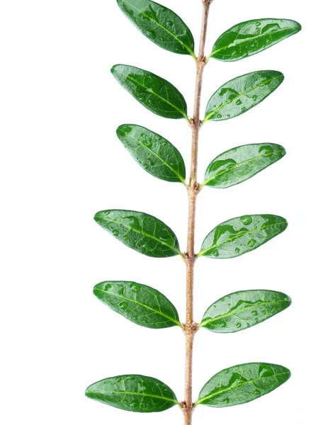 Giovani foglie verdi su sfondo bianco — Foto Stock