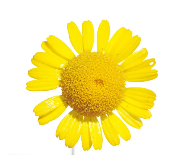 Beautiful yellow flower against white background — Stock Photo, Image