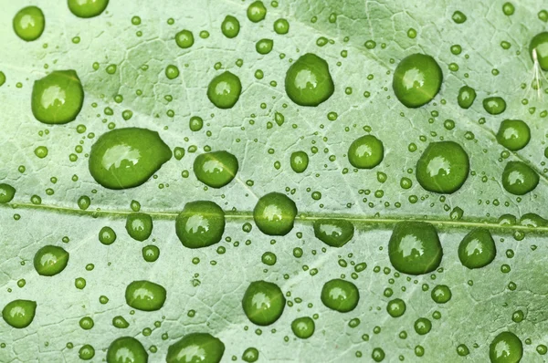 Капли дождя на зеленом листе — стоковое фото