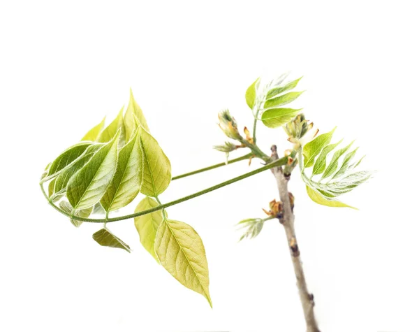 Jeunes feuilles vertes sur fond blanc — Photo