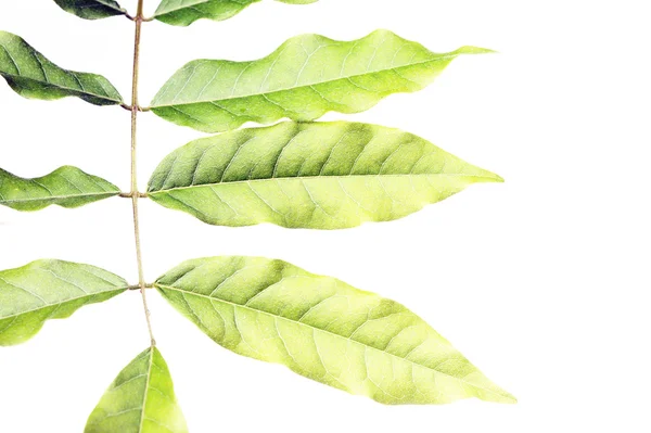 Unga gröna blad på vit bakgrund — Stockfoto